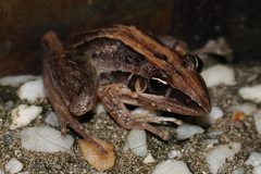 Litoria nasuta