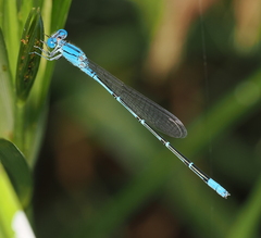 Pseudagrion cingillum