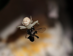 Thomisus spectabilis