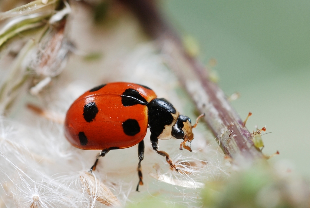 Ceratomegilla undecimnotata