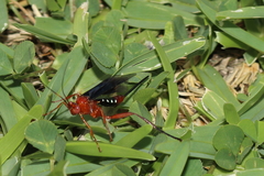 Lissopimpla