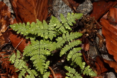 Gymnocarpium dryopteris