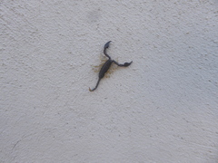 Euscorpius flavicaudis