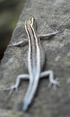 Cryptoblepharus