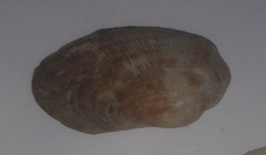 Barbatia barbata