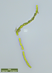 Klebsormidium
