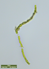 Klebsormidium