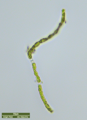 Klebsormidium