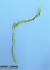 Klebsormidium