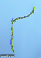 Klebsormidium