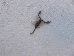 Euscorpius flavicaudis