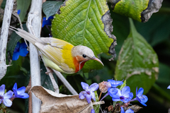 Aethopyga christinae