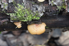Crepidotus calolepis