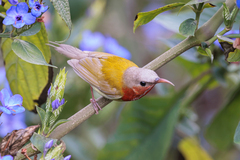 Aethopyga christinae