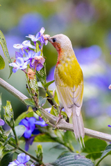 Aethopyga christinae