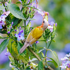 Aethopyga christinae