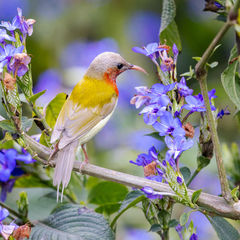 Aethopyga christinae