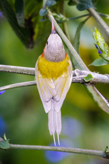 Aethopyga christinae