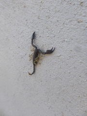 Euscorpius flavicaudis