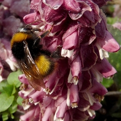Bombus haematurus