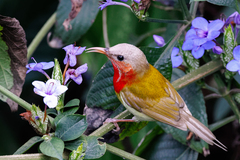 Aethopyga christinae