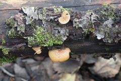 Crepidotus calolepis