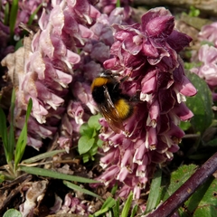 Bombus haematurus