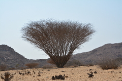 Colophospermum mopane