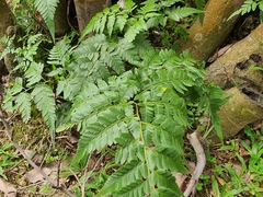 Davallia denticulata