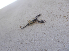 Euscorpius flavicaudis