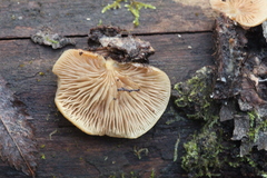 Crepidotus calolepis