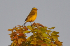 Crithagra flaviventris