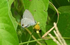 Catochrysops panormus