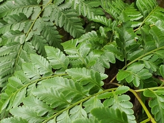 Davallia denticulata