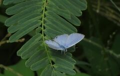 Catochrysops panormus