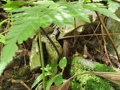 Davallia denticulata