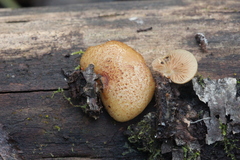 Crepidotus calolepis
