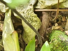 Davallia denticulata