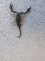 Euscorpius flavicaudis