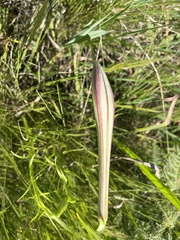 Cleistesiopsis