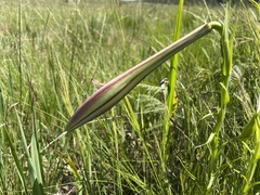 Cleistesiopsis