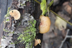 Crepidotus calolepis