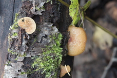 Crepidotus calolepis