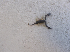 Euscorpius flavicaudis