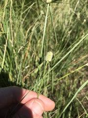 Cyperus sesquiflorus