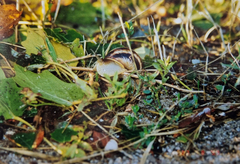 Helix albescens