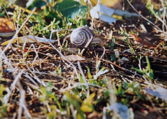 Helix albescens