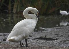 Cygnus olor × cygnus