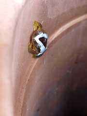 Afrixalus fornasini