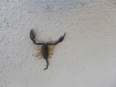 Euscorpius flavicaudis